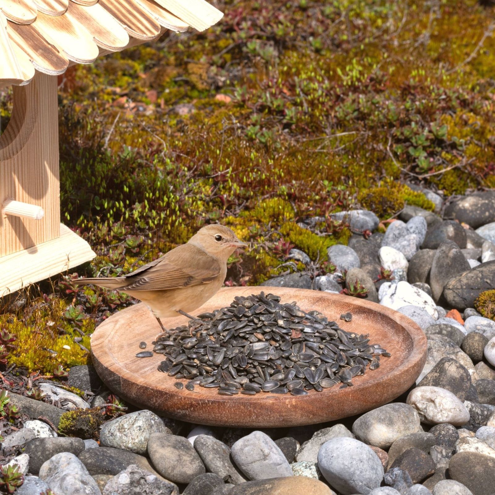 Ein Vogel frisst Sonnenblumenkerne von einem Holzfutterteller in einem Steingarten.