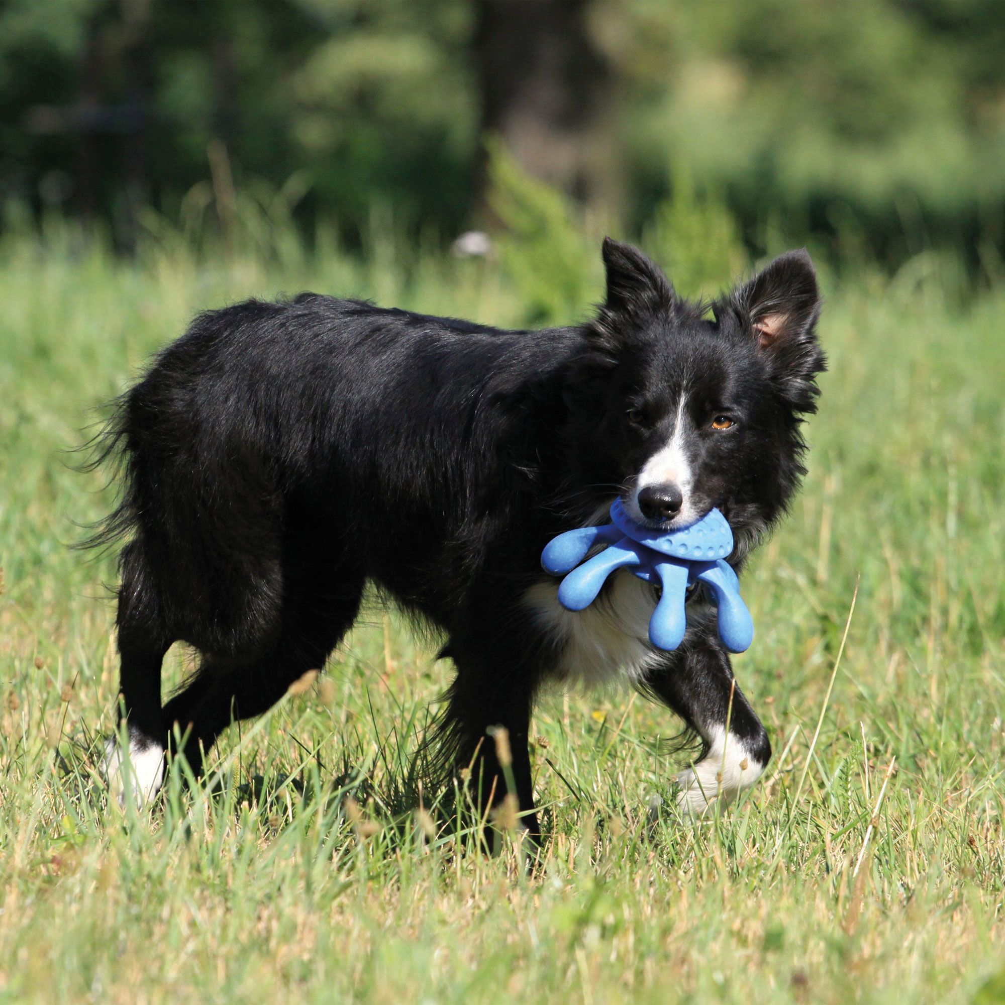 Ein Hund trägt einen blauen Oktopus-Spielzeug im Maul. Der Hund steht auf einer Wiese.