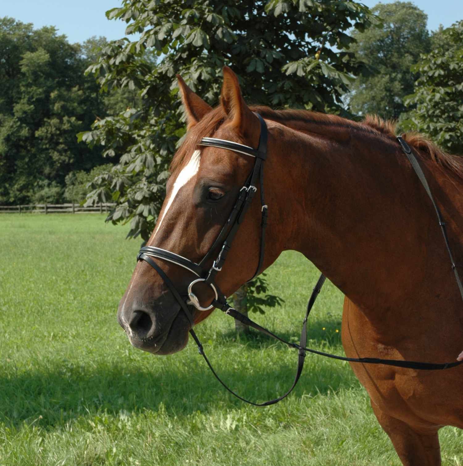 Braunes Pferd mit schwarzem Trensenzaum. Pferd auf einer Wiese. Detailansicht.