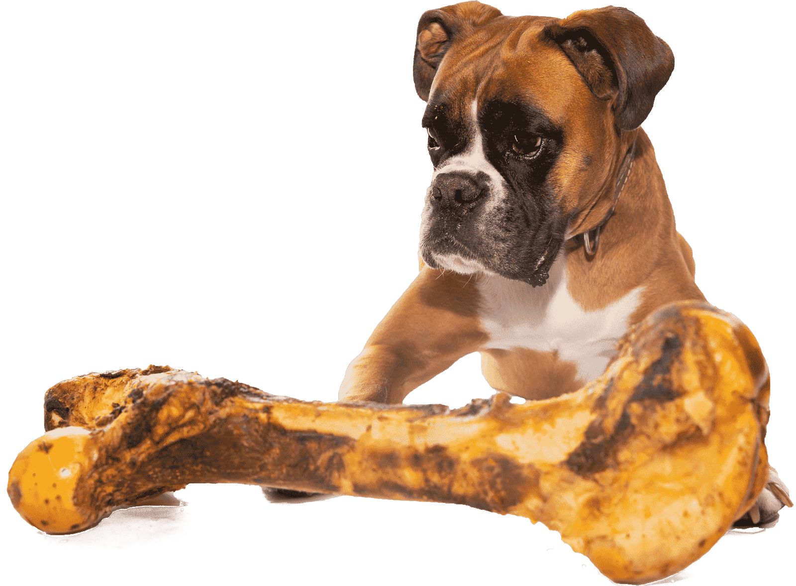 Ein Boxerhund liegt vor einem großen Rinderknochen auf weißem Hintergrund.