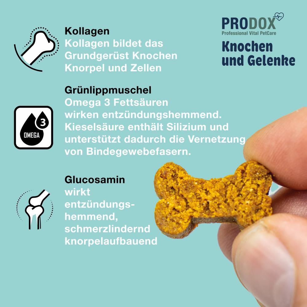 Hand hält ein knochenförmiges Leckerli. Aufschrift: Knochen und Gelenke. Gelb-braune Farbe. Blauer Hintergrund.