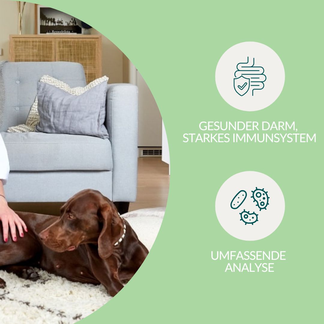 Grafiken zeigen gesunden Darm, starkes Immunsystem und umfassende Analyse.