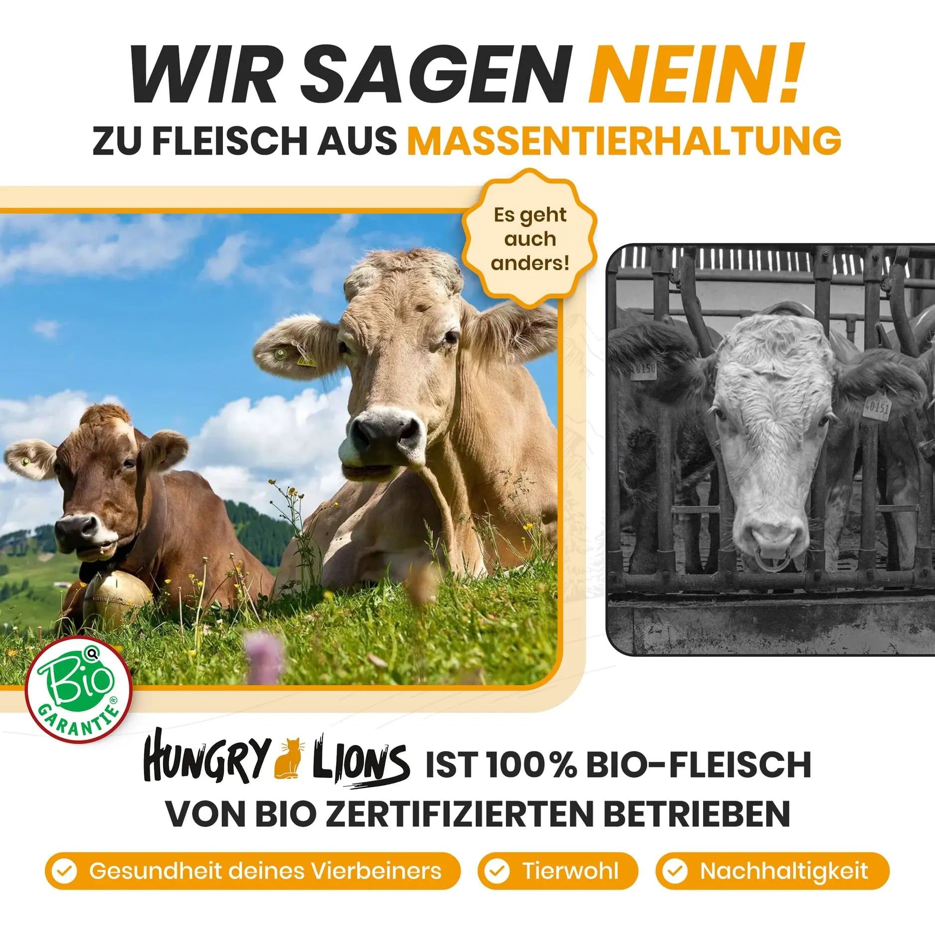 Zwei Kühe auf einer grünen Wiese, eine Kuh im Stall mit Gitterstäben.