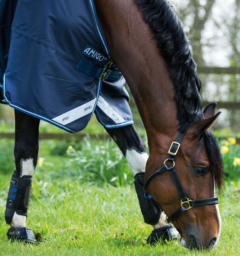 Pferd frisst Gras, trägt blaue Decke mit Logo "Amigo". Schwarze Beinschutz. Nahaufnahme. Hintergrund: Gras und Zaun.