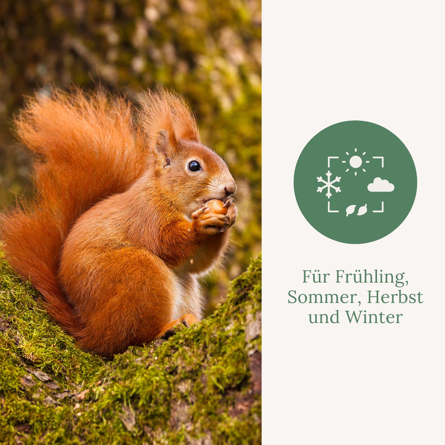 Eichhörnchen auf Moos. Text: Für Frühling, Sommer, Herbst und Winter. Grünes Logo mit Wetter-Symbolen.