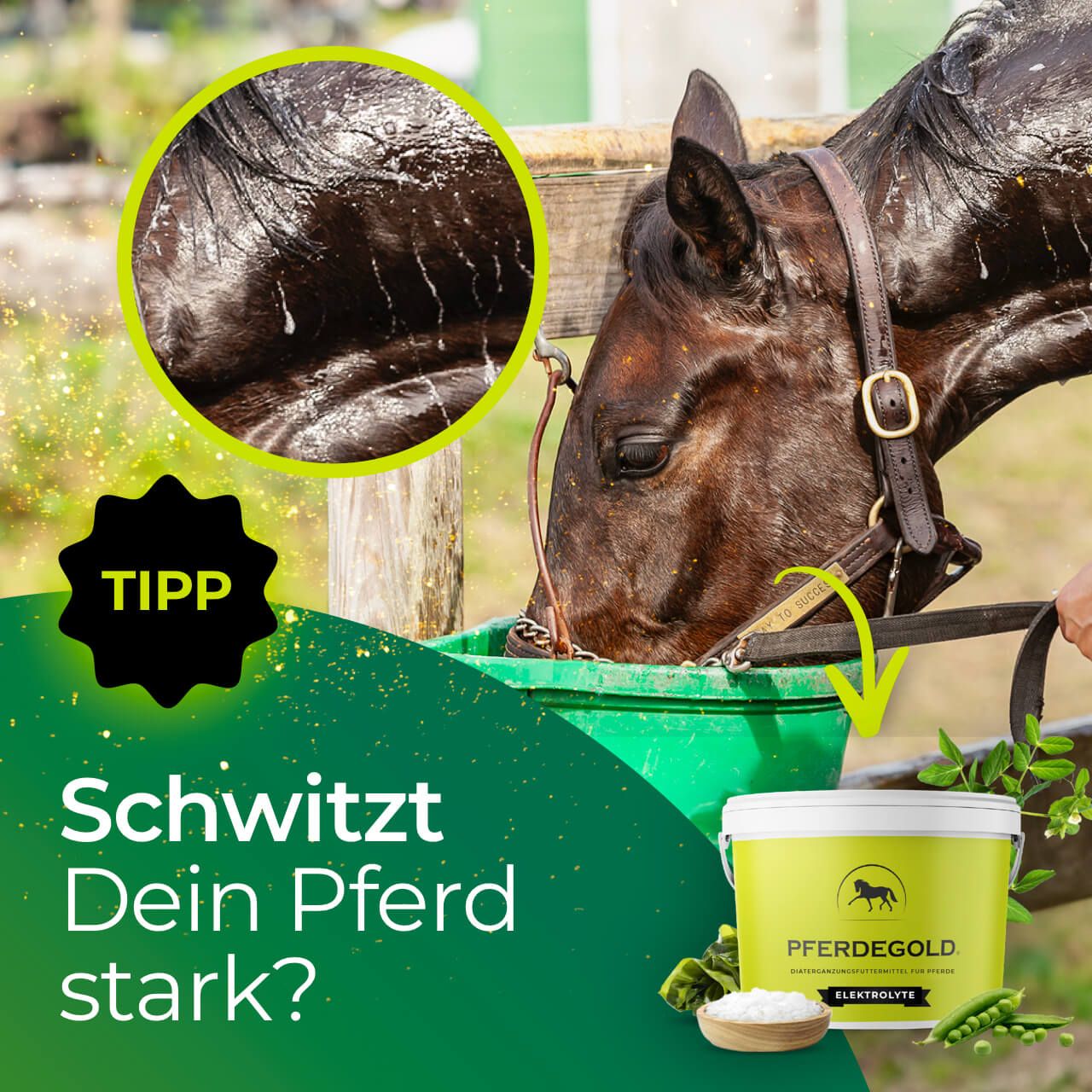 Pferd trinkt aus einem Eimer, daneben ein Eimer Pferdegold Elektrolyte.