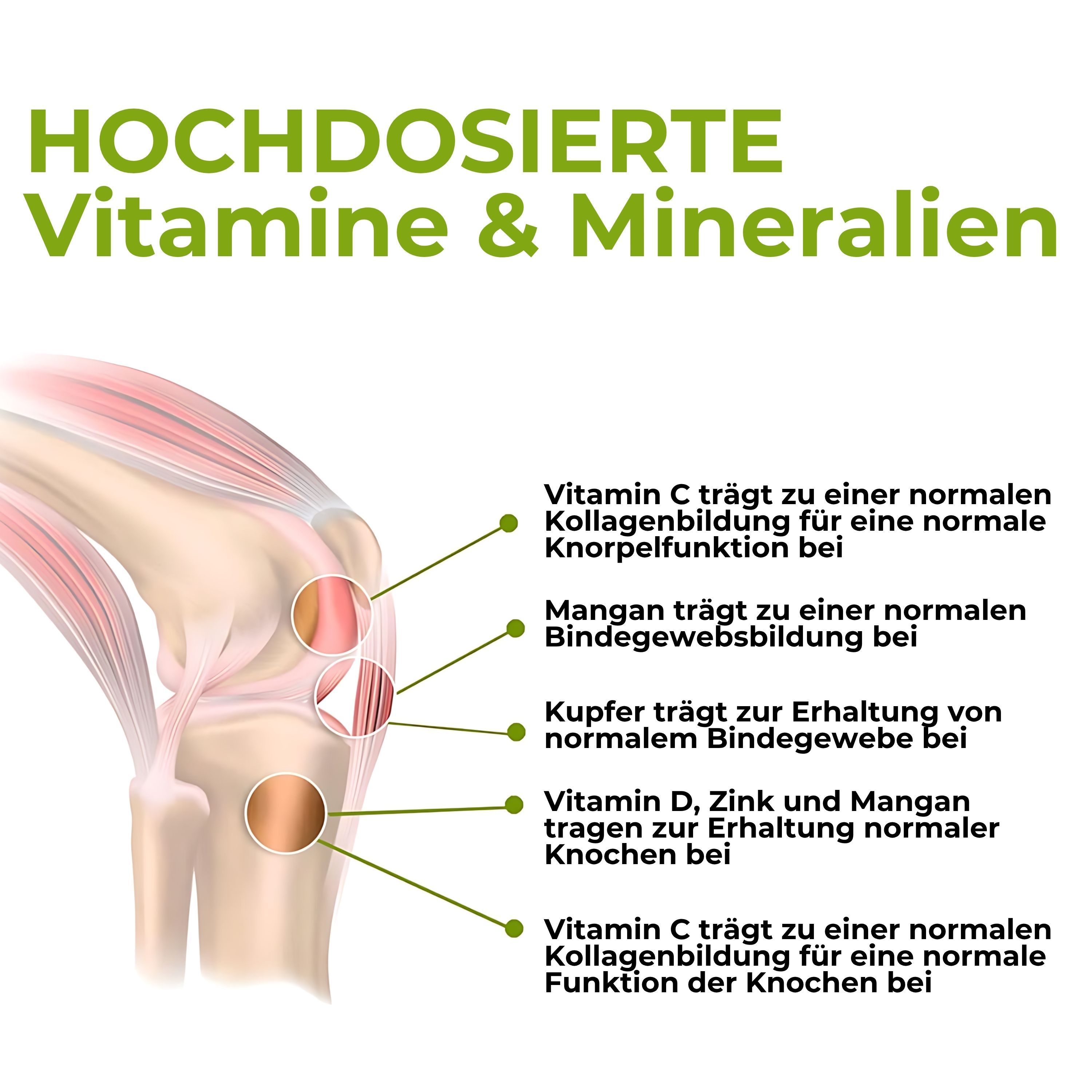Grafik mit einem Kniegelenk. Beschriftung: Hochdosierte Vitamine & Mineralien. Pfeile zeigen auf Bereiche und erklären die Wirkung von Vitaminen und Mineralien.