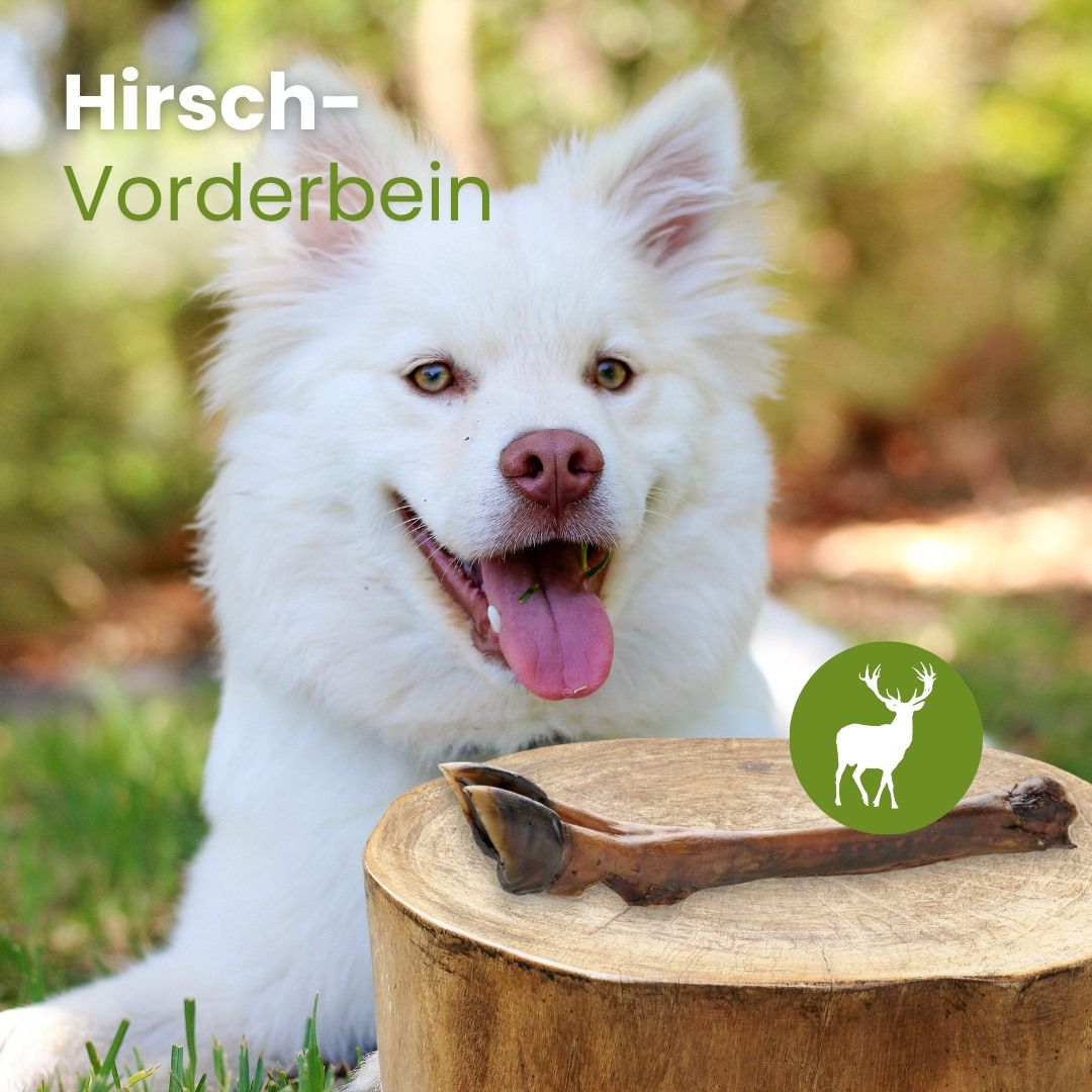 Ein einzelnes Rinderohr, getrocknet.