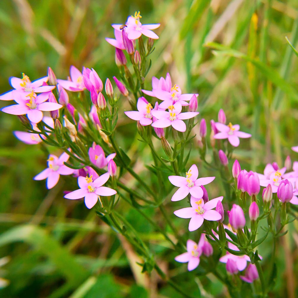 PHI Essences - Centaury Bachblüte Nr. 4