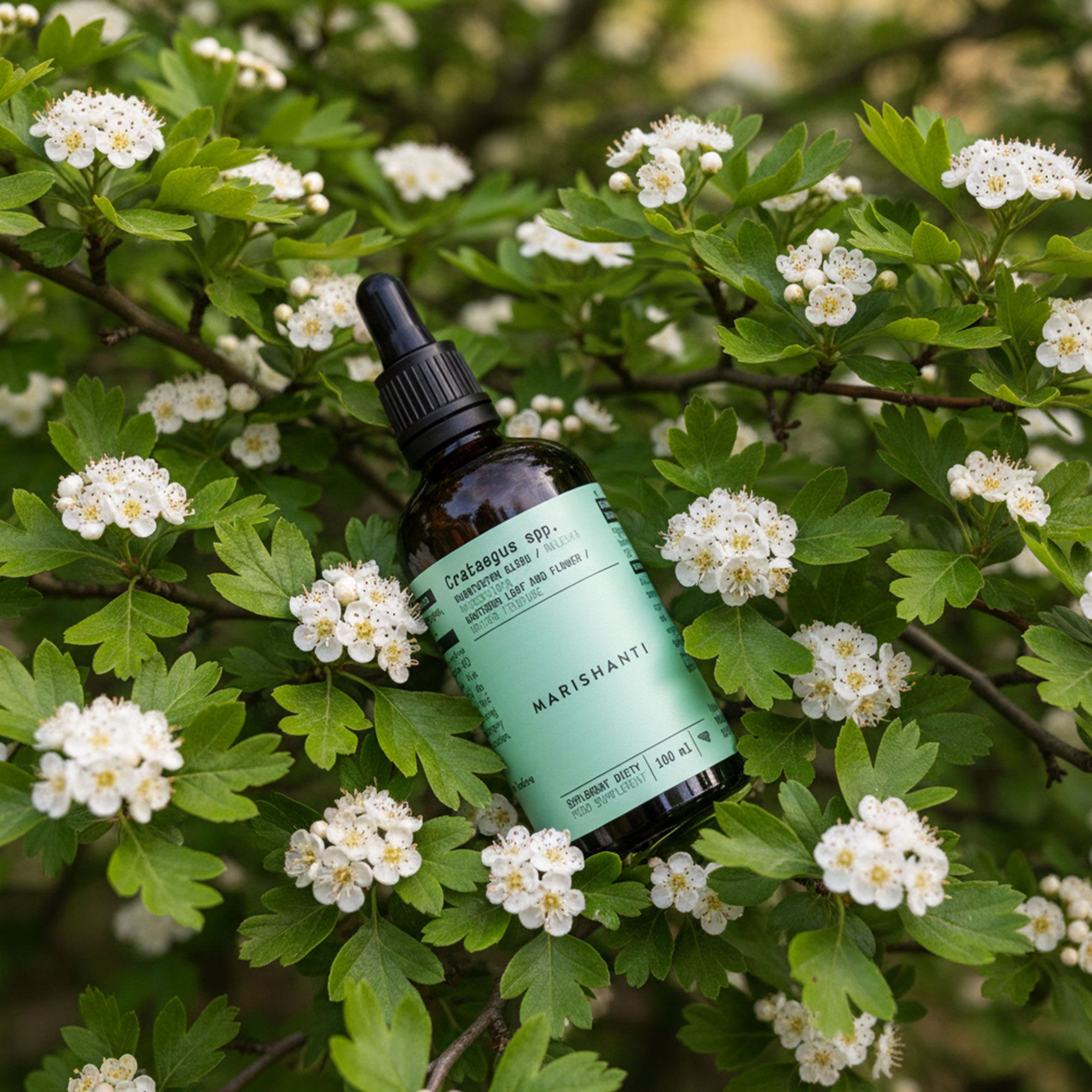 Braune Flasche mit Pipette in Weißdorn-Blüten. Text: Marishanti Weißdorn Extrakt. Crataegus spp. 100 ml.