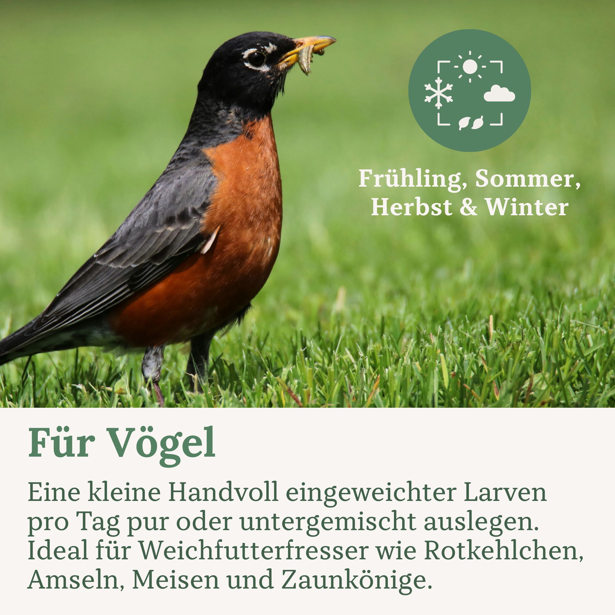 Vogel auf Gras. Text: Für Vögel. Eine kleine Handvoll eingeweichter Larven pro Tag. Ideal für Weichfutterfresser wie Rotkehlchen, Amseln, Meisen und Zaunkönige.