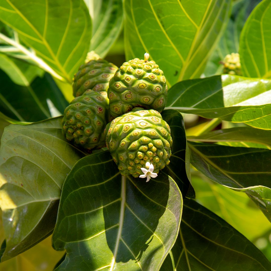 Sekoya Swiss - Noni | Extrakt aus Noni-Saft