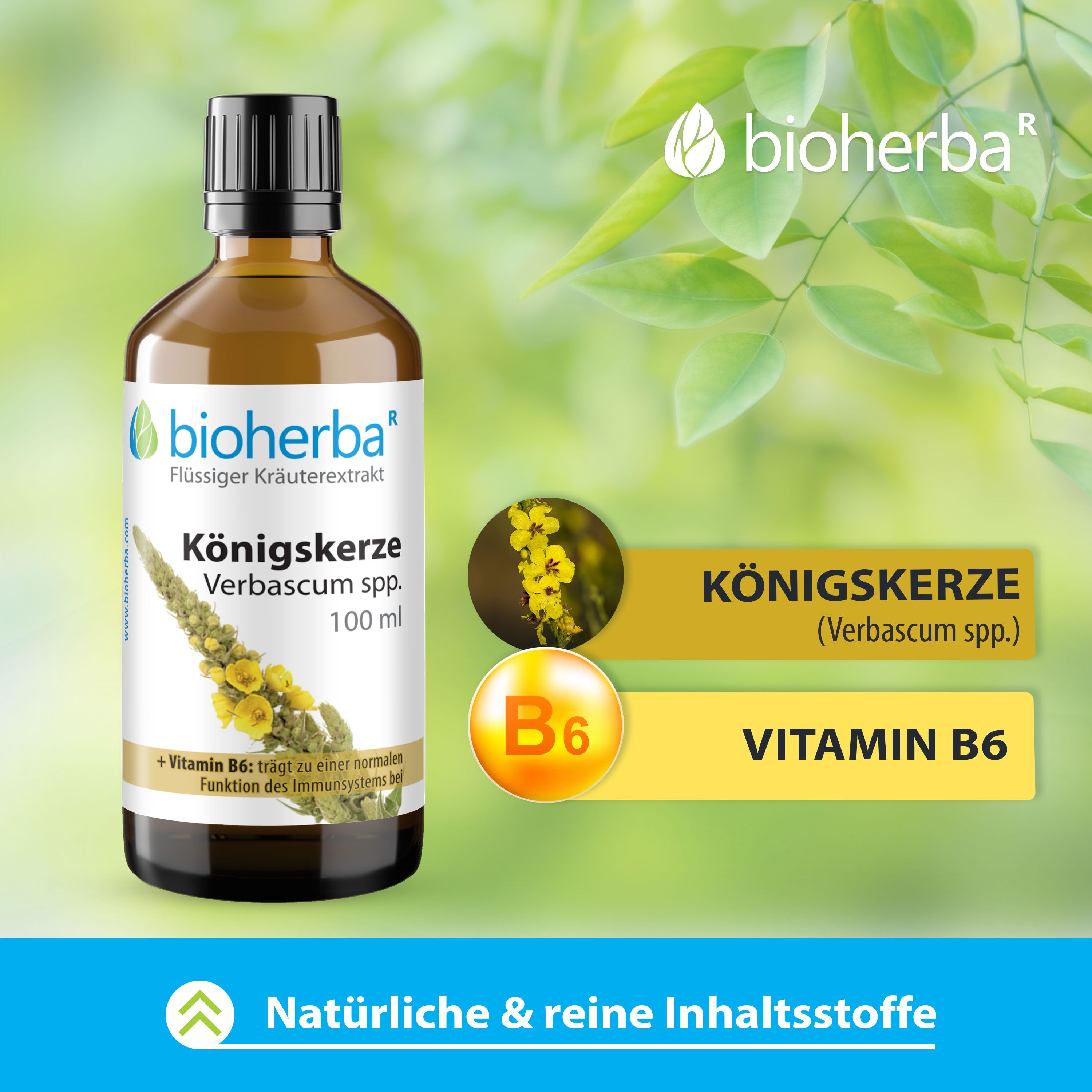 Braune Glasflasche mit schwarzem Deckel. Etikett mit Produktname: Königskerze Verbascum spp. Tropfen. Zusätzliche Grafiken: Vitamin B6 und Königskerze.