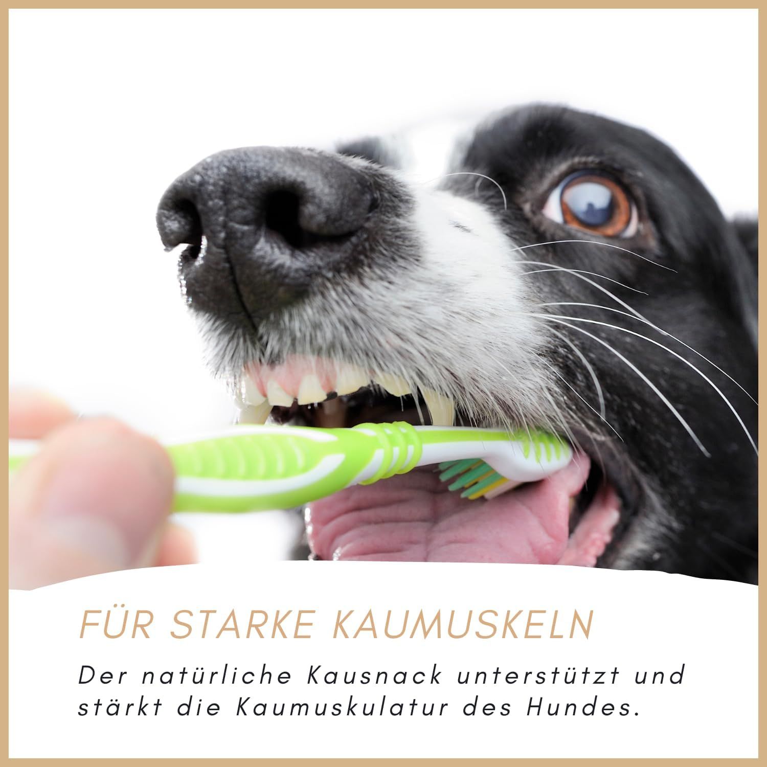 Hund mit Zahnbürste im Maul. Text: Für starke Kaumuskeln. Kausnack unterstützt und stärkt die Kaumuskulatur.