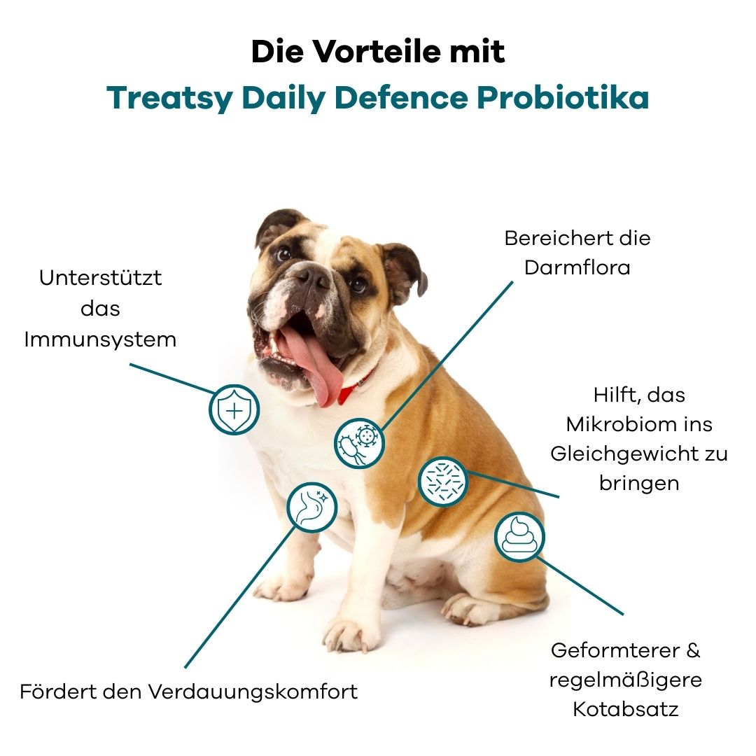 Hund mit Infografik. Vorteile von Treatsy Probiotika: Immunsystem, Darmflora, Mikrobiom, Verdauung, Kotabsatz.