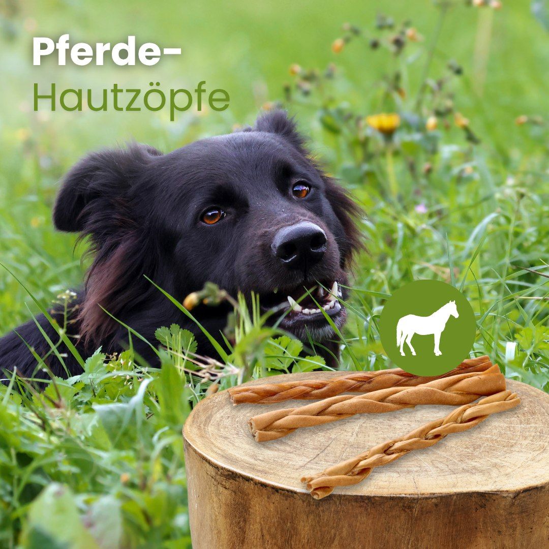 Hund kaut auf einem geflochtenen Pferdehaut-Kauartikel in einer Wiese, neben einem Baumstumpf.