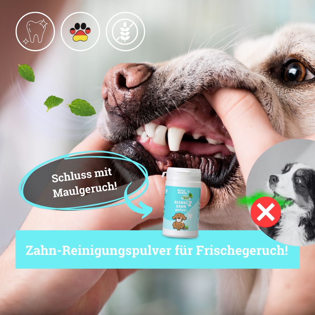 BeG Buddy Zahn weiß Pulver für Hunde zur Zahnreinigung, Zahnpflege Hund