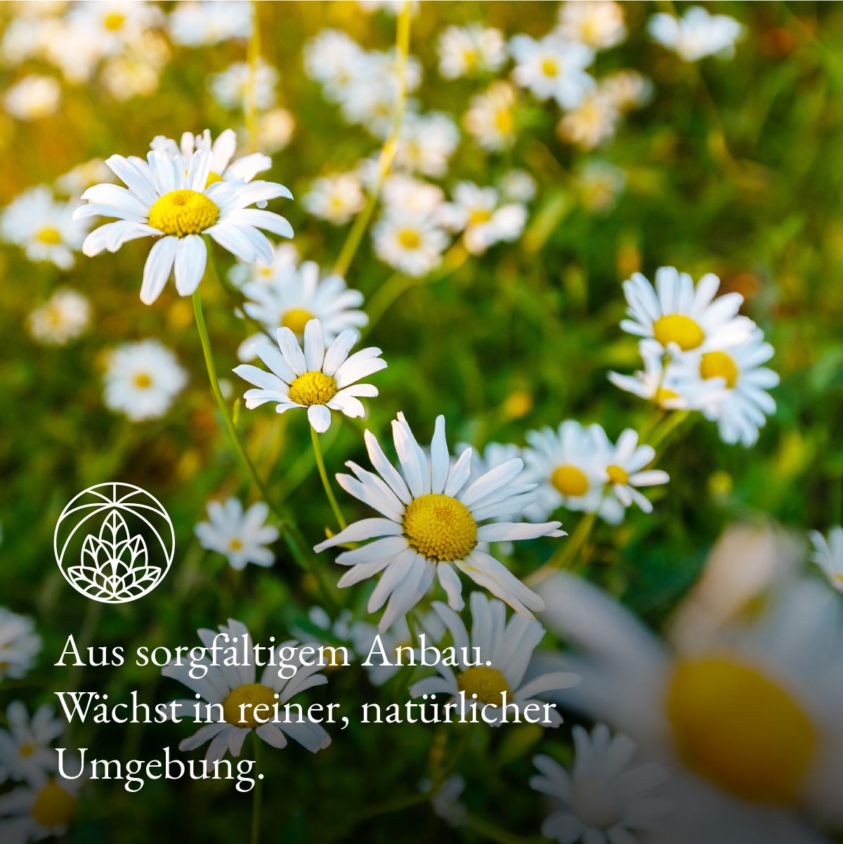 Nahaufnahme von Kamillenblüten auf Wiese. Text: Aus sorgfältigem Anbau.