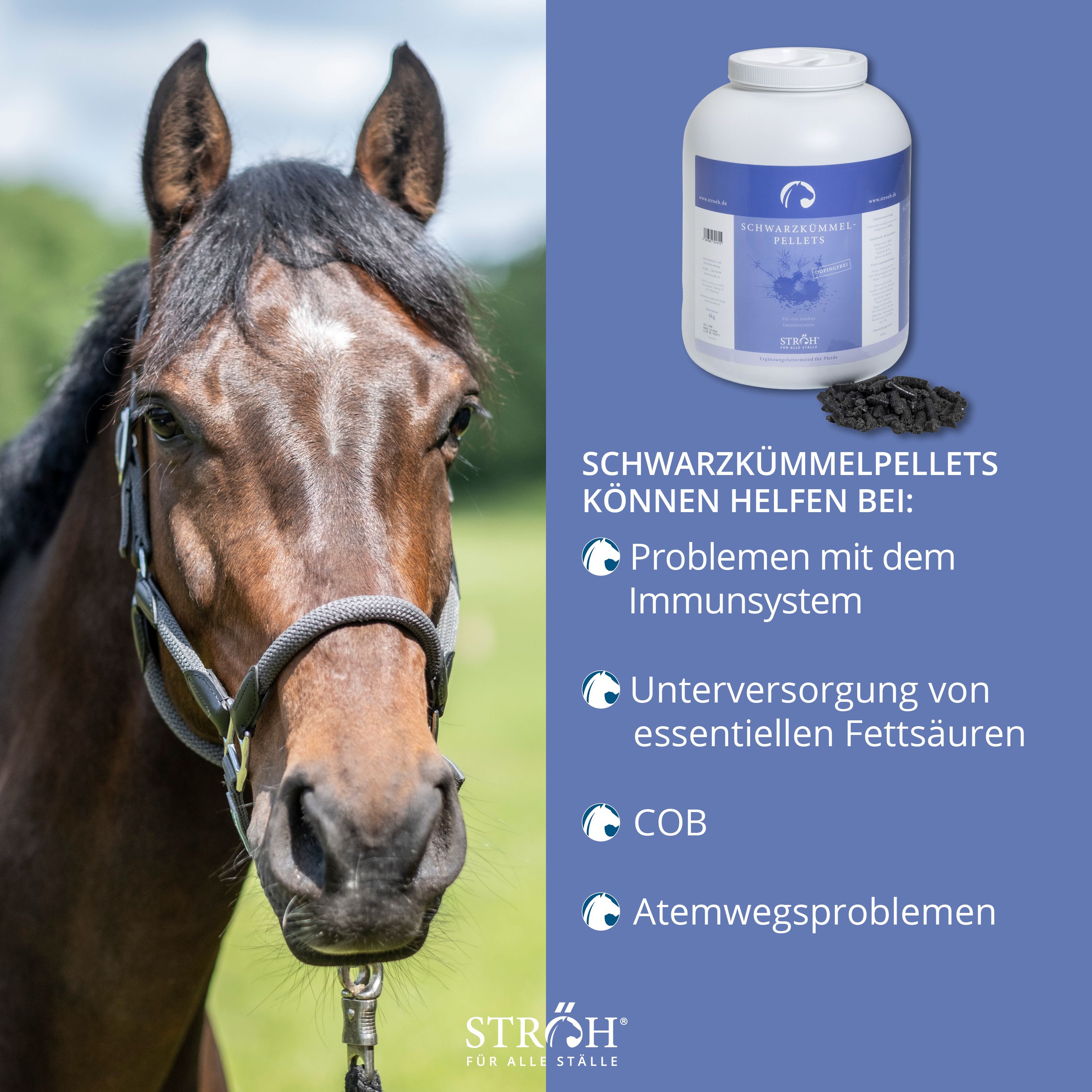 Pferd mit blauem Hintergrund. Kleiner Behälter mit Aufschrift Schwarzkümmel-Pellets. Text: Kann helfen bei: Problemen mit dem Immunsystem.
