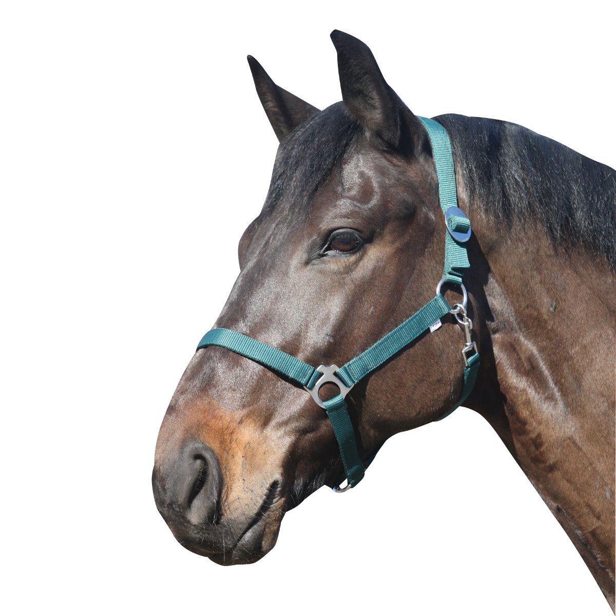 ELDORADO Pferde-Halfter Standard