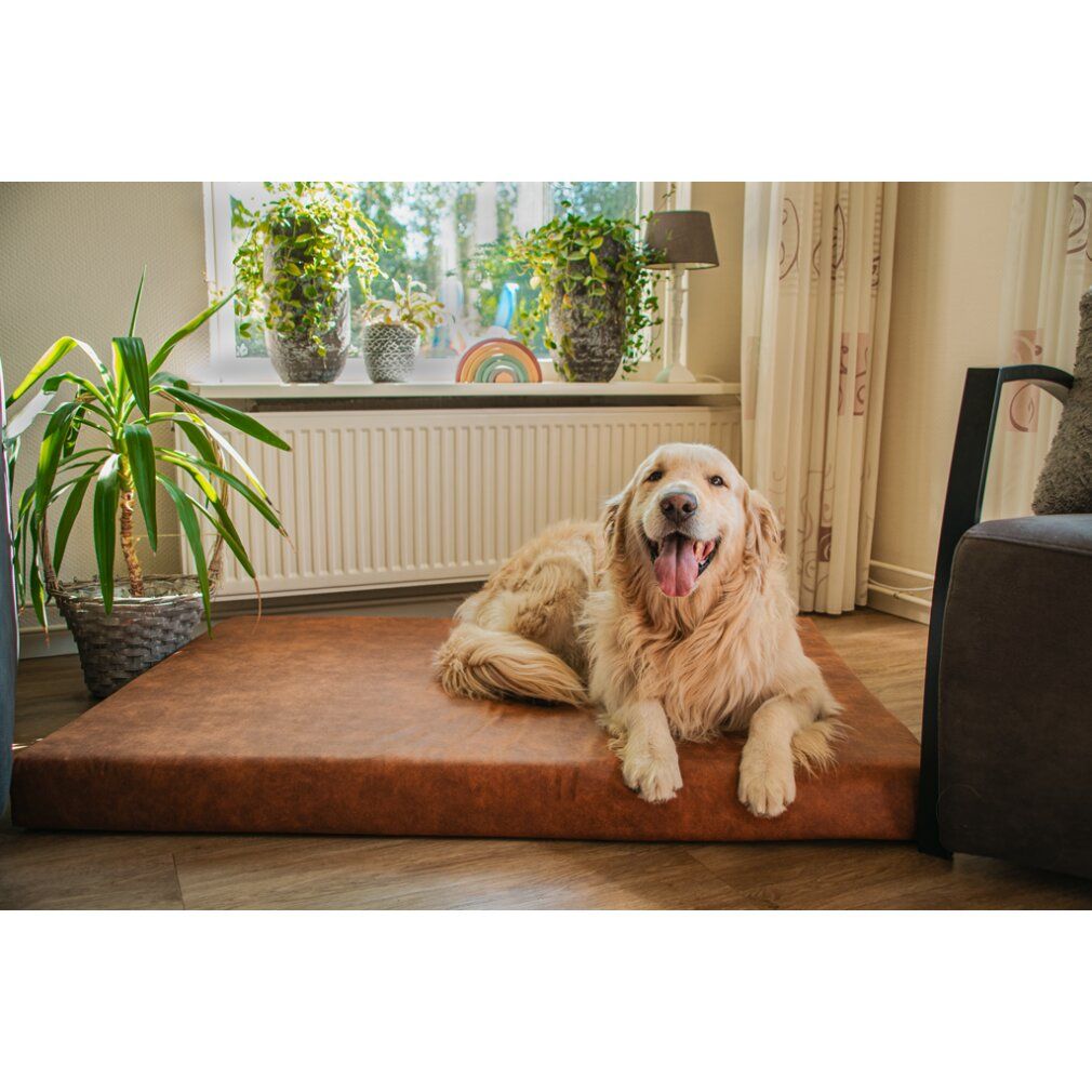 Braune orthopädische Hundematratze. Ein Hund liegt darauf. Im Hintergrund Fenster und Pflanzen.