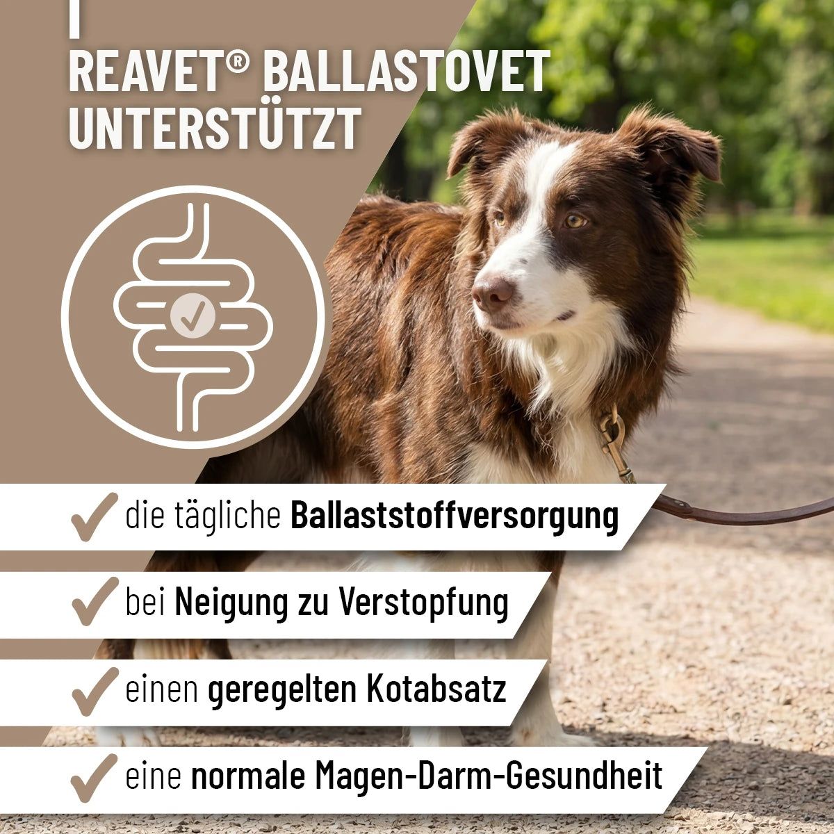 ReaVET BallastoVET. Brauner Hund im Freien. Text: Unterstützung der täglichen Ballaststoffversorgung, bei Verstopfung, geregelter Kotabsatz, normale Magen-Darm-Gesundheit.
