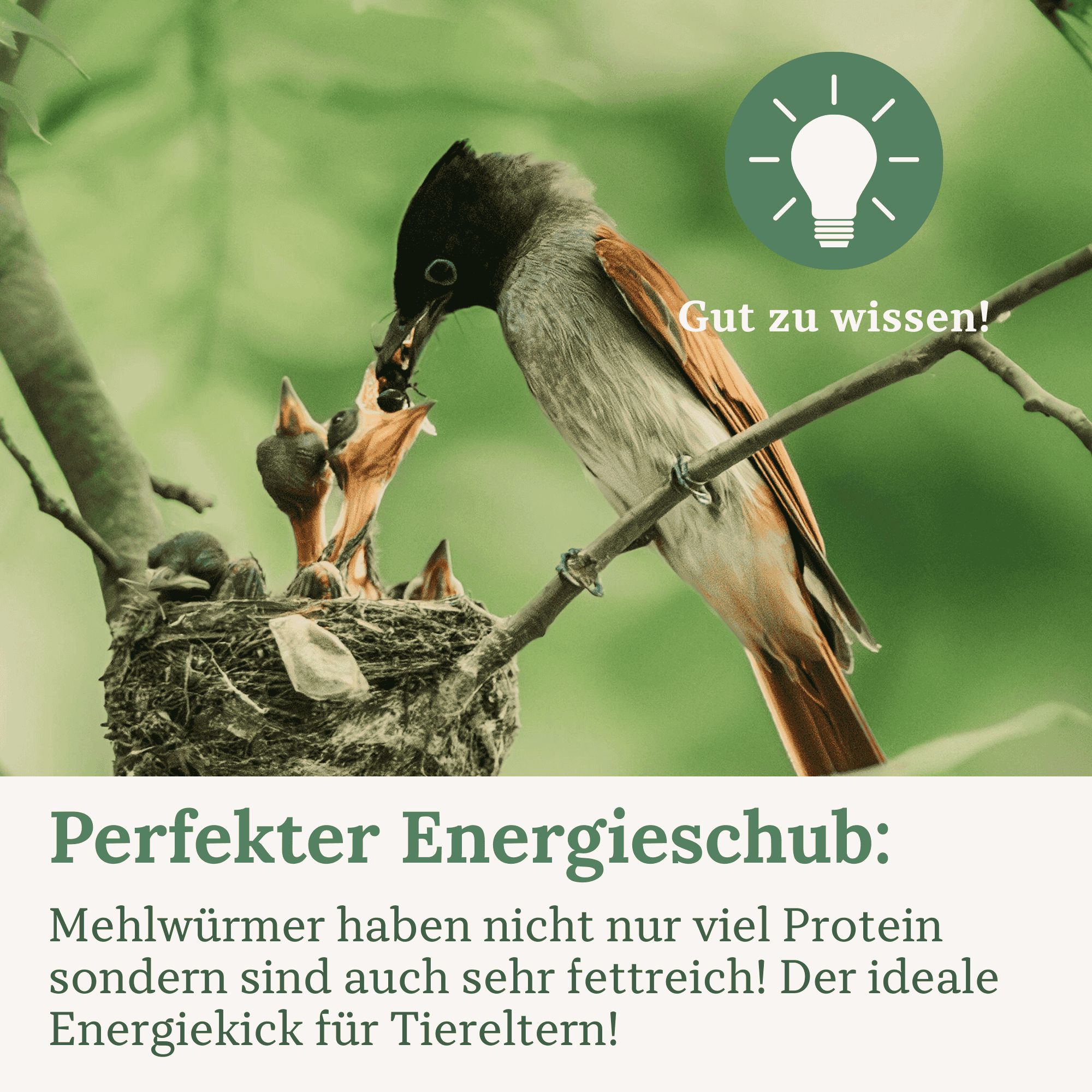 Vogel füttert Jungvögel im Nest. Text: Perfekter Energieschub. Gut zu wissen!