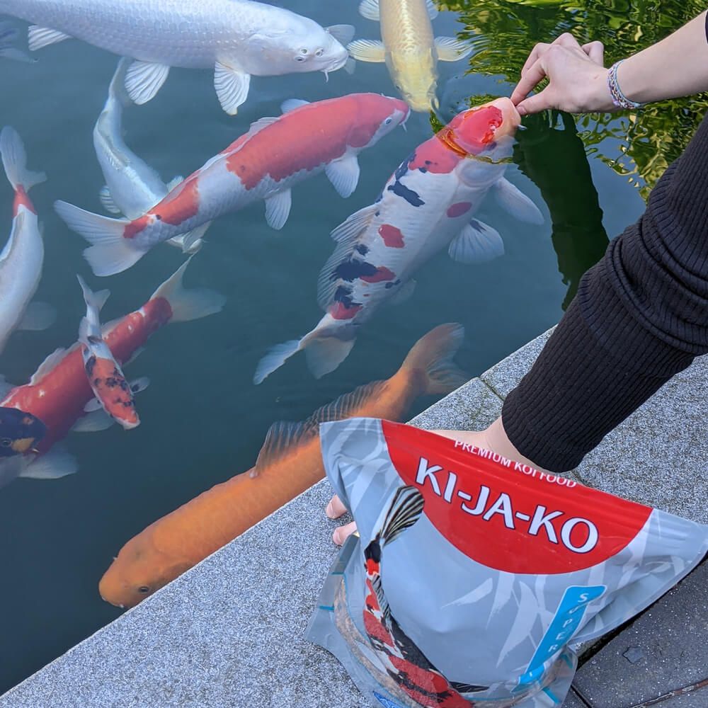 Person füttert Koifische. KI-JA-KO Koifischfutter Super Mix 3 kg / 6mm Verpackung sichtbar.