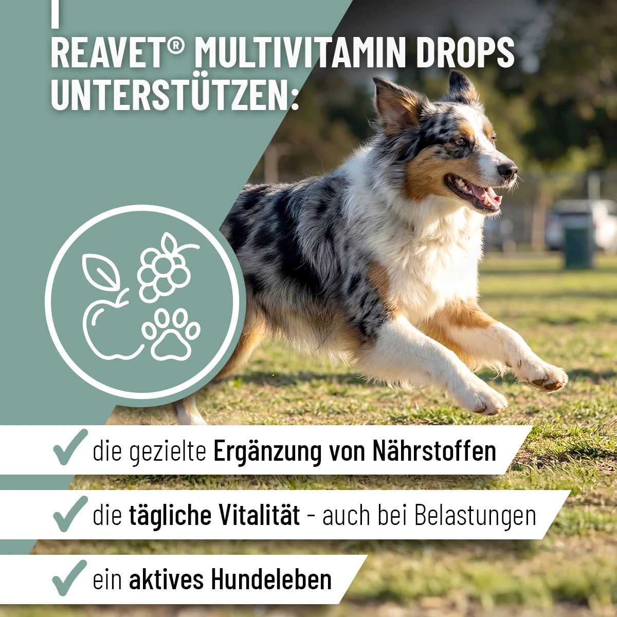 Hund rennt auf einer Wiese. Text: ReaVET Multivitamin Drops unterstützen: gezielte Ergänzung von Nährstoffen, tägliche Vitalität, aktives Hundeleben.