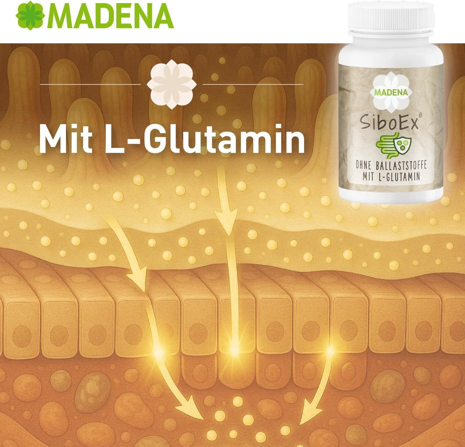 MADENA SiboEx Darmbakterien Kapseln. Dose mit Produktetikett. Mit L-Glutamin.