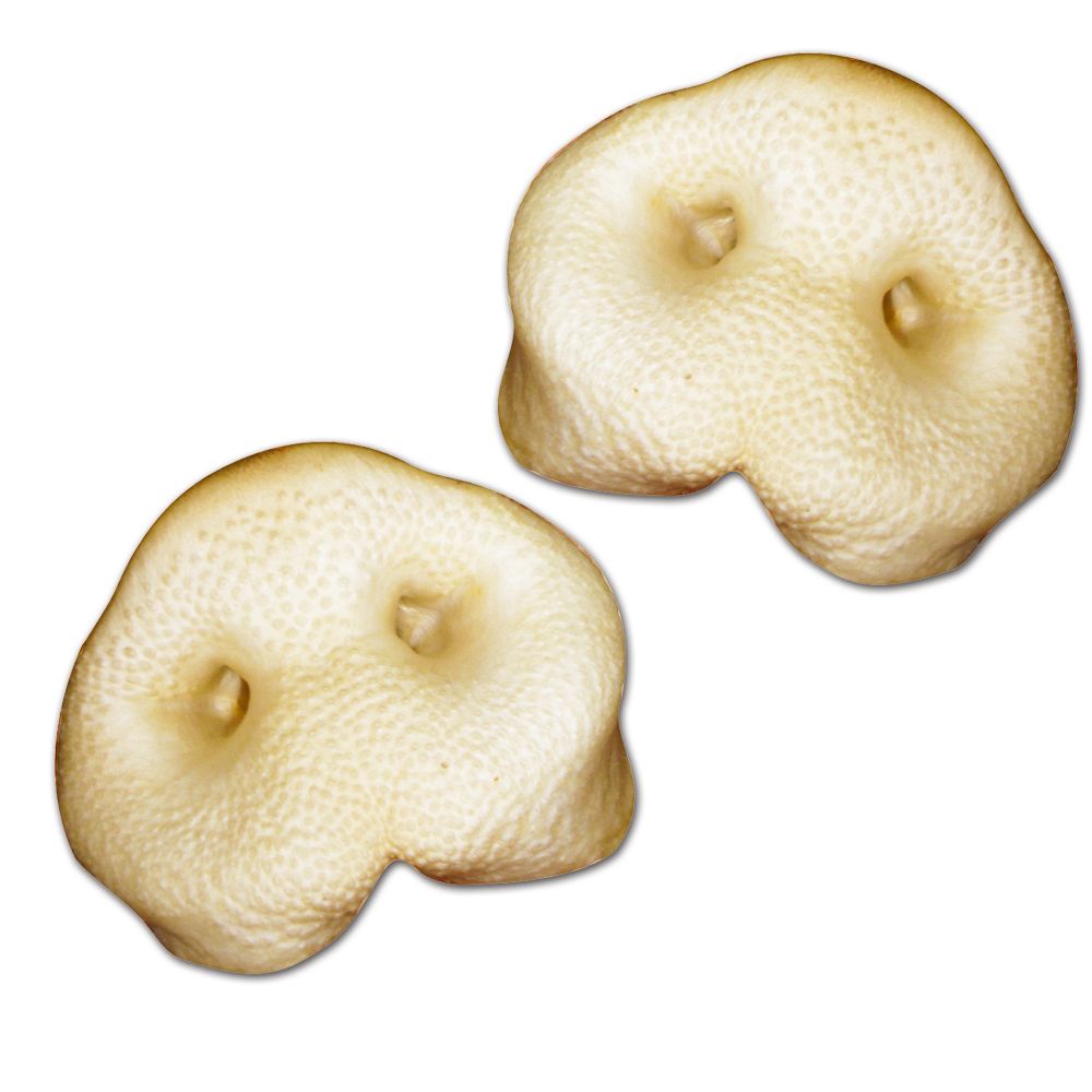 Schecker - Gepuffte Schweinenasen