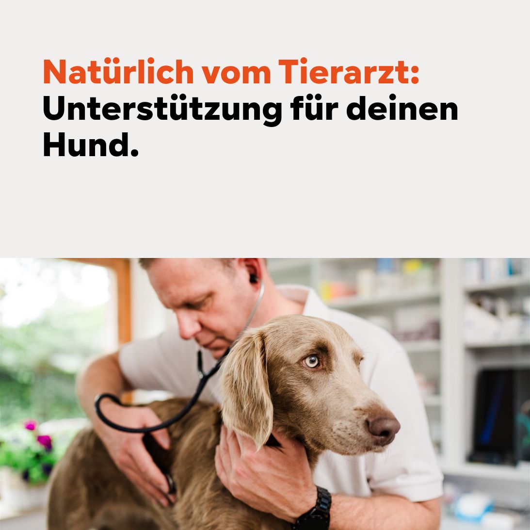 Arzt untersucht Hund mit Stethoskop. Text: Natürlich vom Tierarzt: Unterstützung für deinen Hund.
