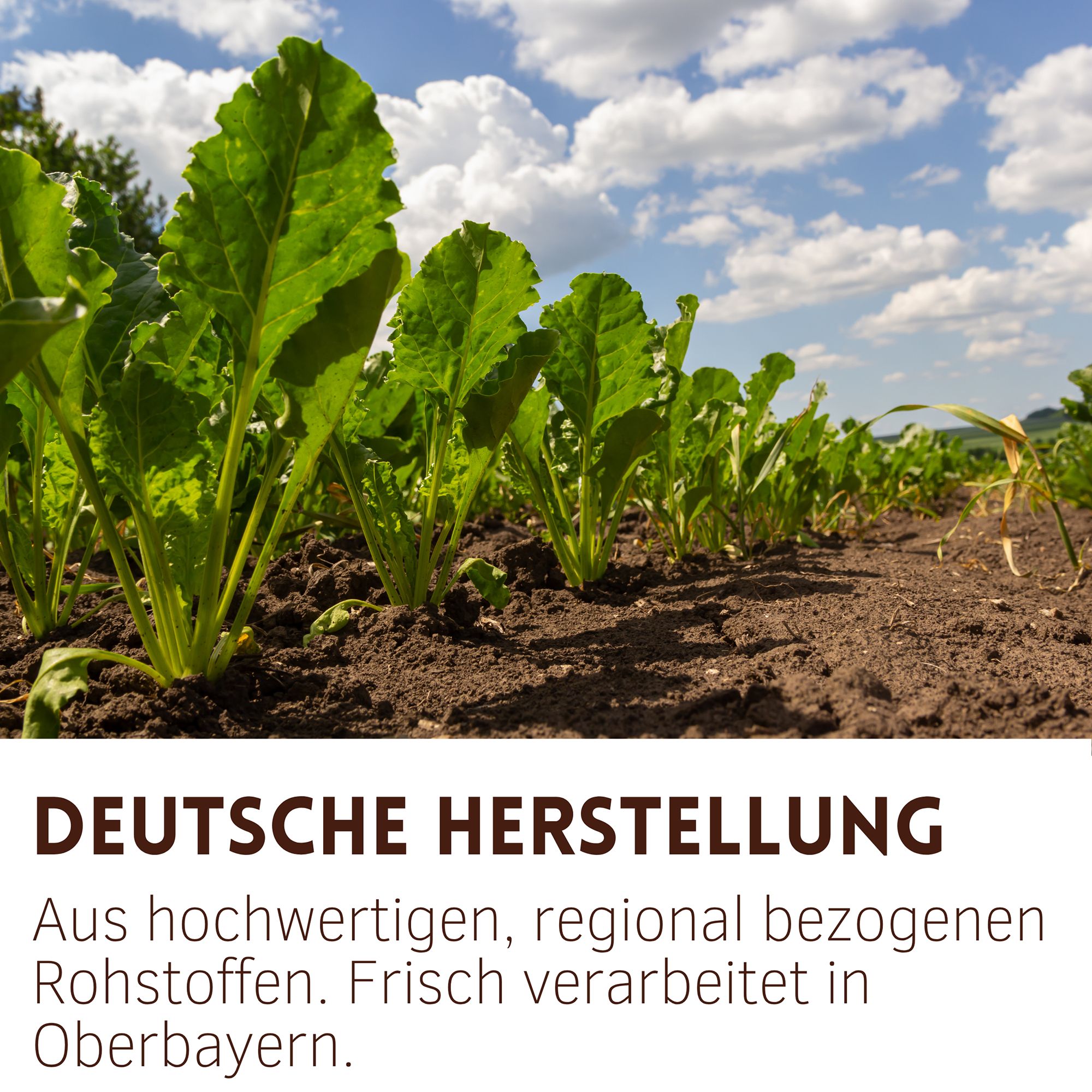 Feld mit Zuckerrüben. Text: Deutsche Herstellung, aus hochwertigen, regional bezogenen Rohstoffen. Frisch verarbeitet in Oberbayern.