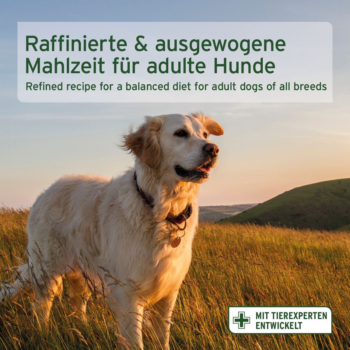 Goldener Retriever im Feld. Text: Raffinierte & ausgewogene Mahlzeit für adulte Hunde. Mit Tierexperten entwickelt.