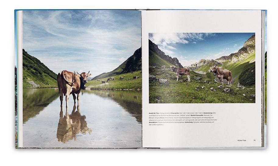 Buchdoppelseite mit Foto von Kühen am See. Textabschnitt mit Informationen über die Tiere und die Umgebung.