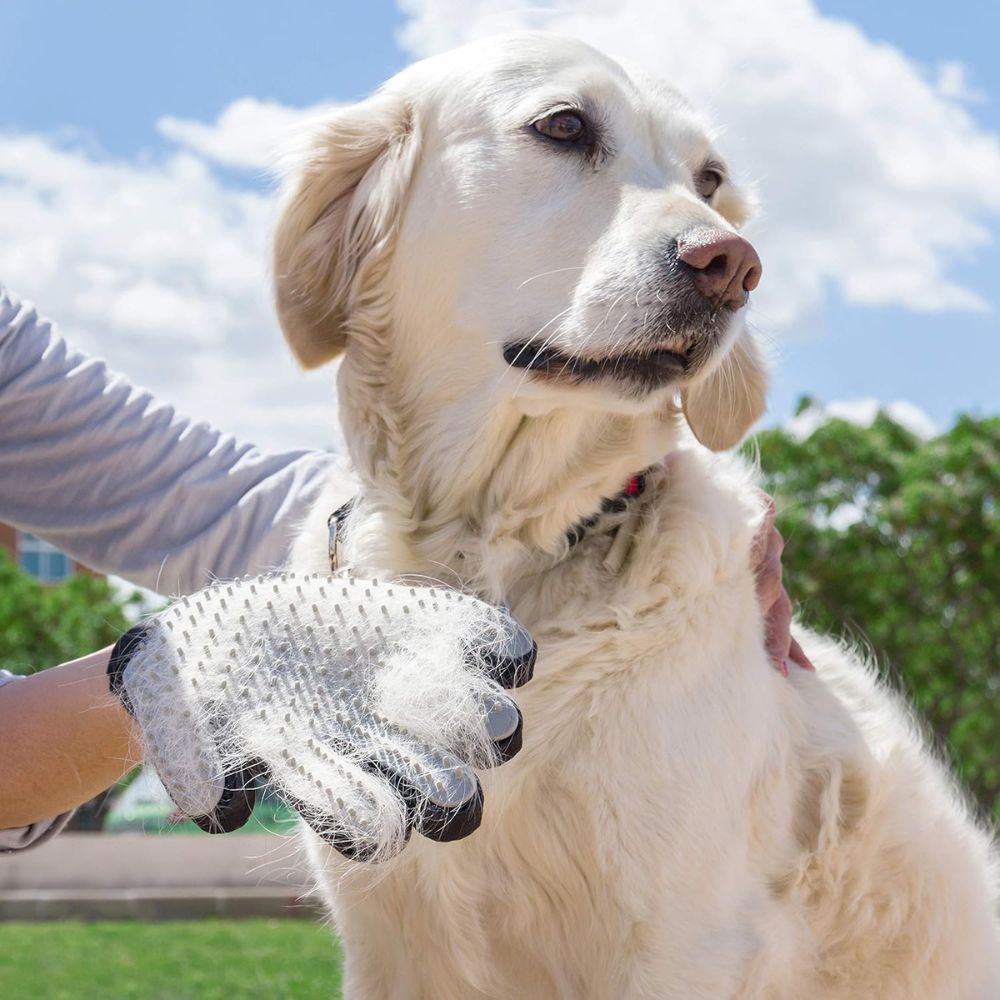 Weißer Hund wird mit einem grauen Massagehandschuh gestreichelt. Handschuh mit Noppen. Helles Tageslicht.