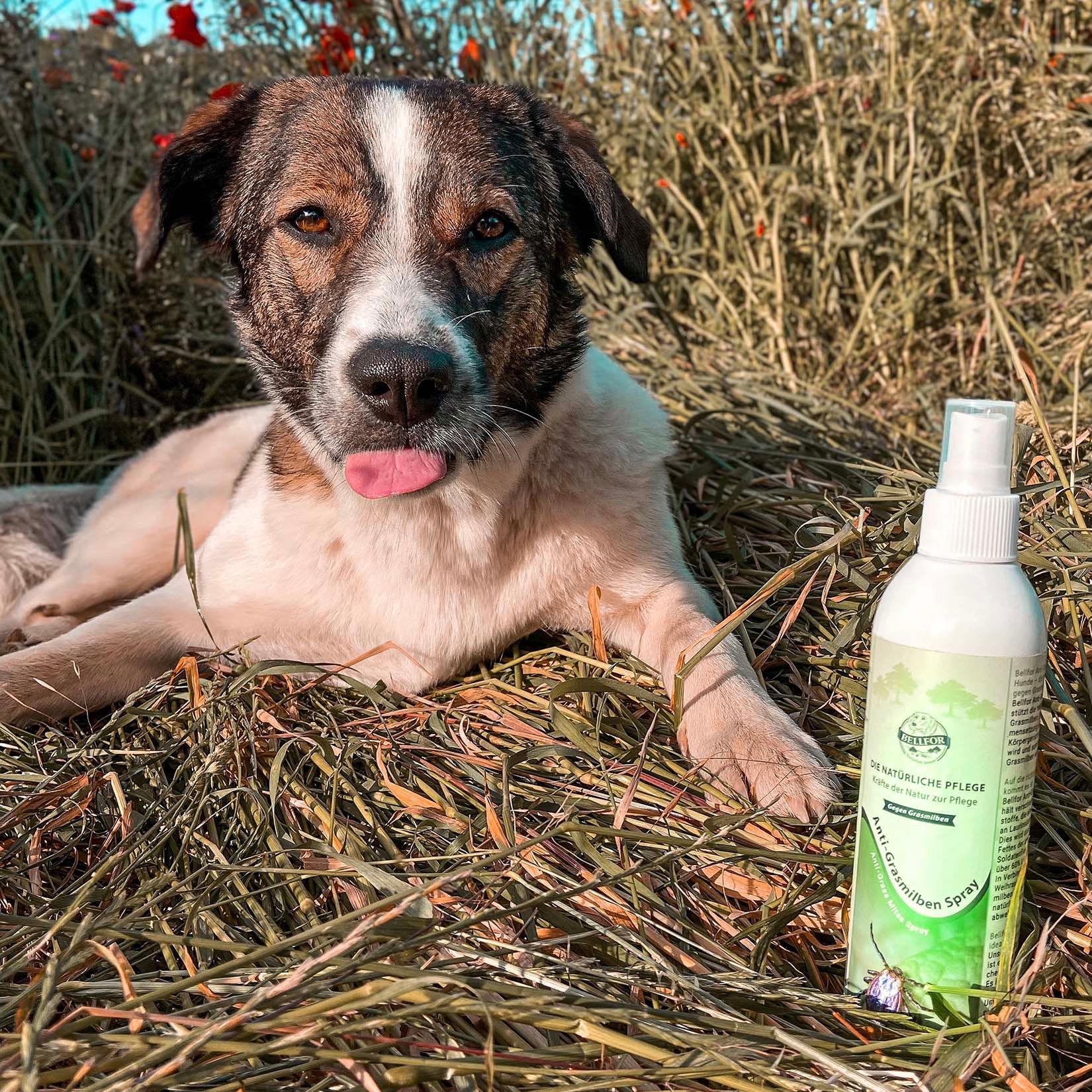 Bellfor Anti-Grasmilben Natürliches Spray für Hunde