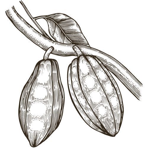 Zwei Cupuacu-Früchte an einem Ast, Illustration in Schwarz-Weiß.