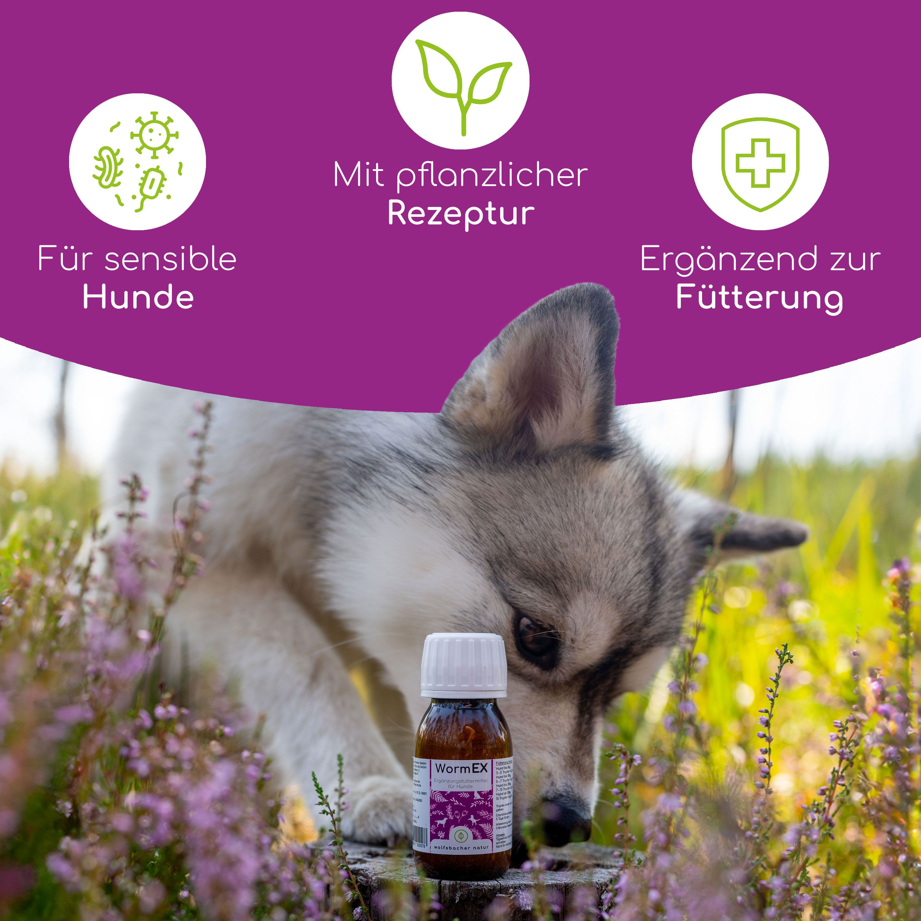 Braune Glasflasche mit weißem Deckel. Etikett mit Produktnamen. Kleiner Hund schnuppert an der Flasche. Hintergrund: Natur, Pflanzen.