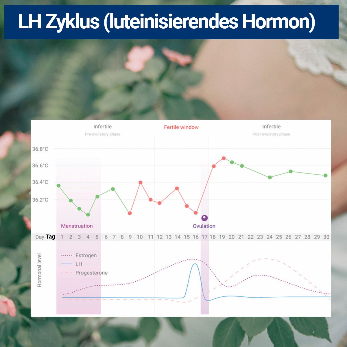 BMUT Ovulationstest LH Teststreifen Urin – 25miu/ml