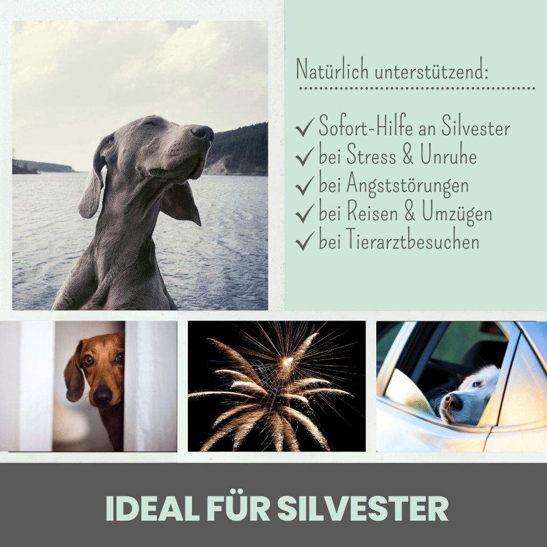 Hund am See, Hunde in verschiedenen Situationen. Text: Soforthilfe an Silvester, bei Stress & Unruhe, bei Angststörungen, bei Reisen.