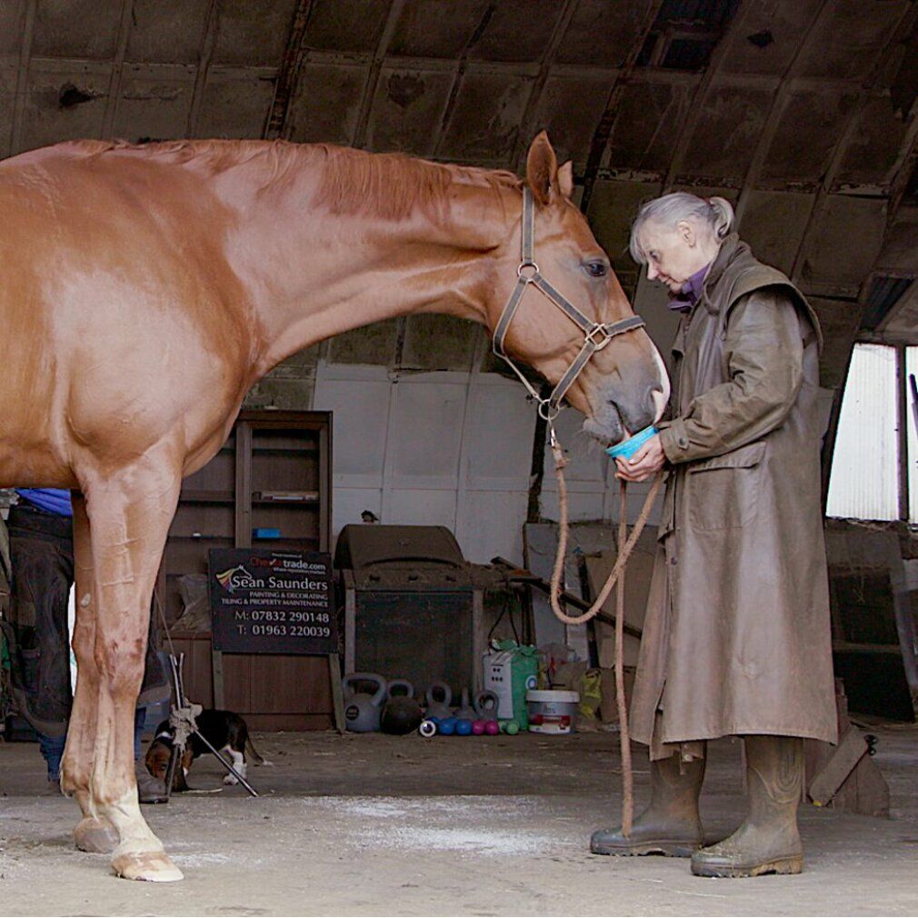 Eine Frau hält eine blaue Schüssel vor einem Pferd. Das Pferd neigt seinen Kopf zur Schüssel. Beide stehen in einem Stall.