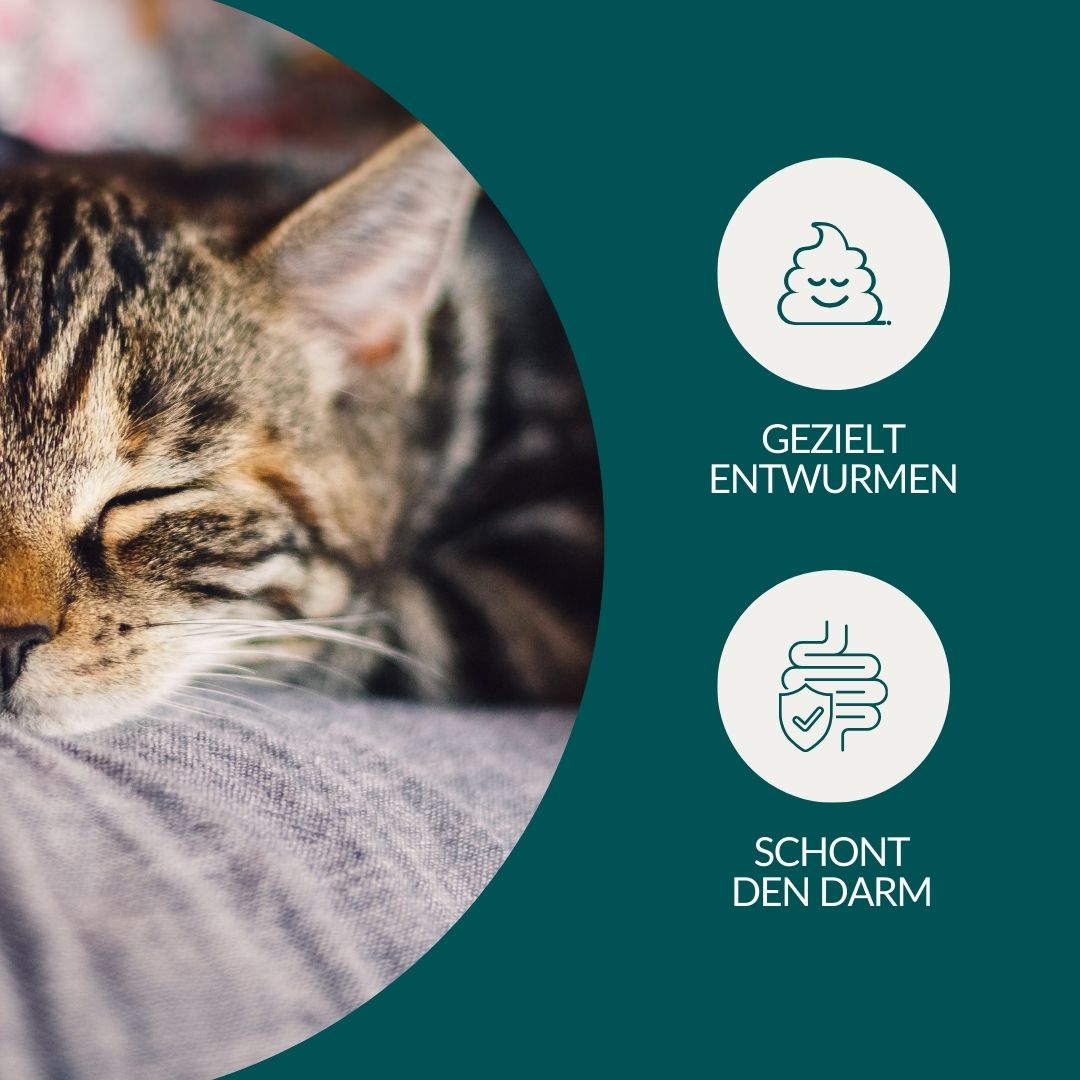 Giardientest für Katzen: Gezielte Entwurmung und schonend für den Darm, mit Icons und Bild einer Katze.