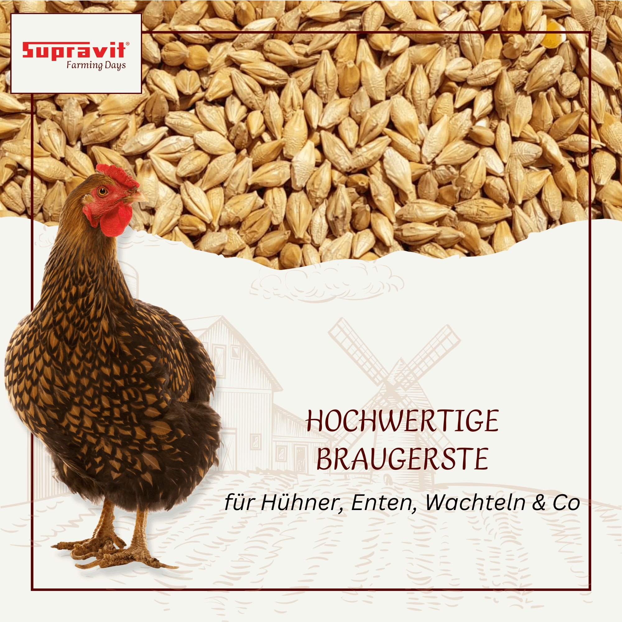 Supravit Braugerste - Energiereiches Ergänzungsfutter für Hühner & Tauben