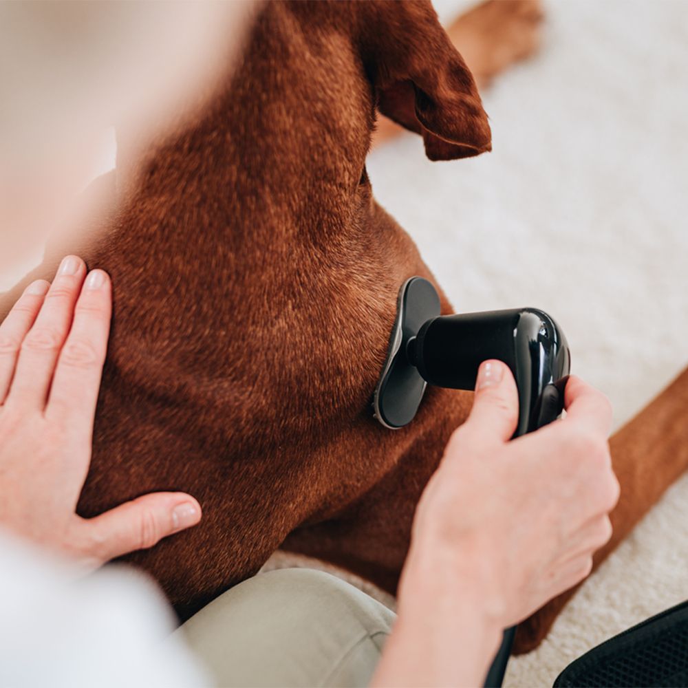 Person behandelt Hund mit Massagegerät. Schwarzes Gerät mit Aufsatz. Anwendung am Rücken des Hundes.
