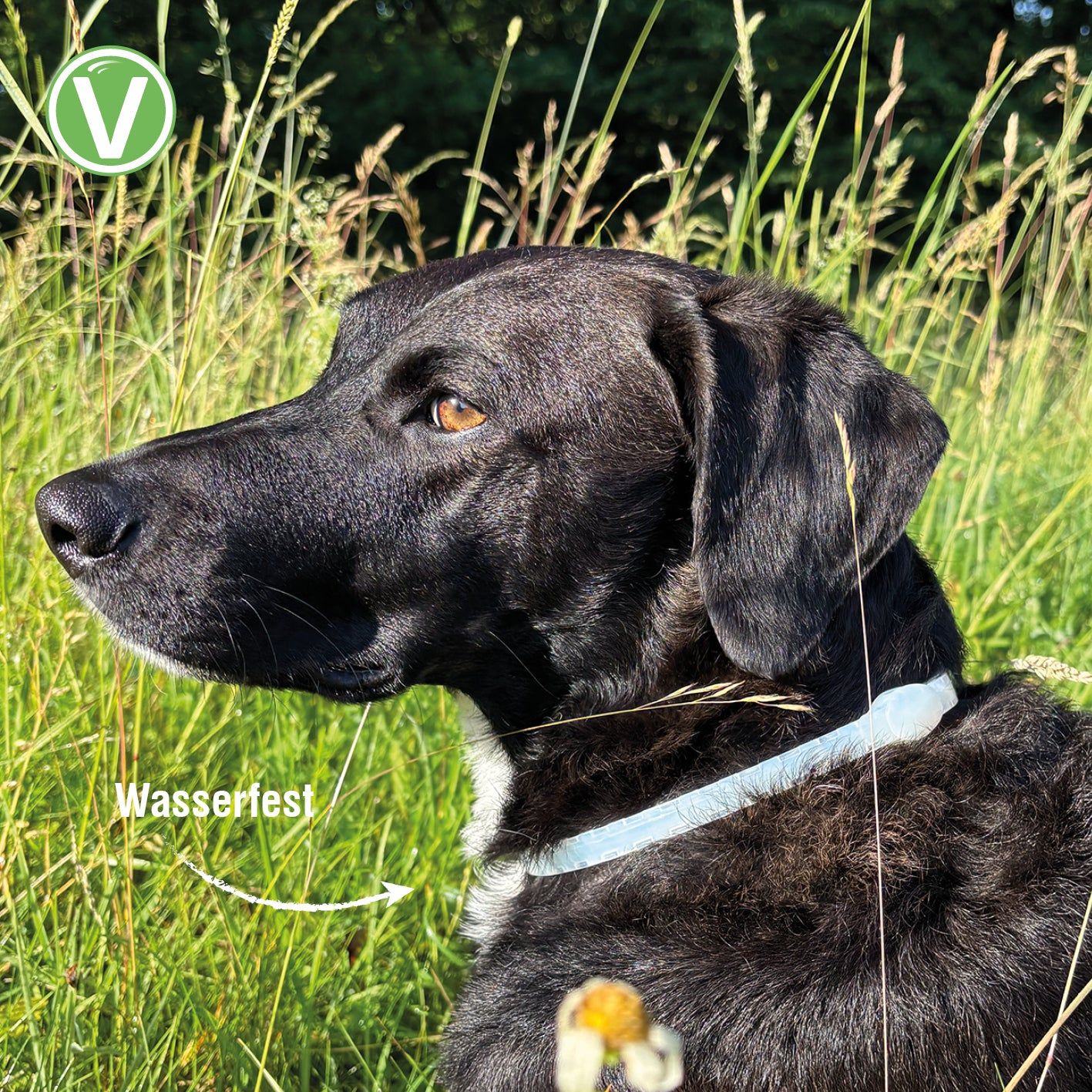 Vetlando Kokolaurin Zecken- & Floh-Halsband für Hunde