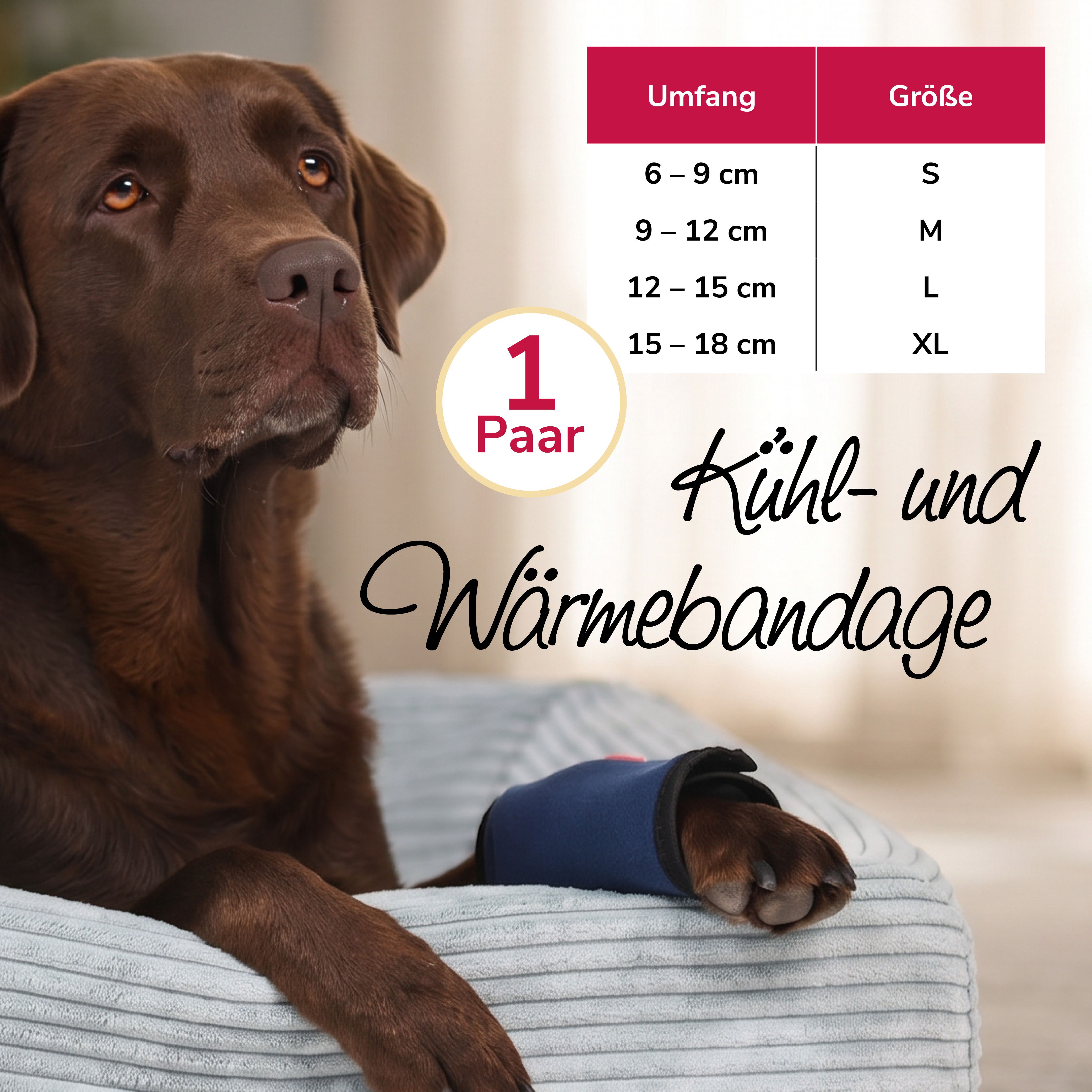 Brauner Hund mit blauer Kühl- und Wärmebandage. Größentabelle sichtbar.