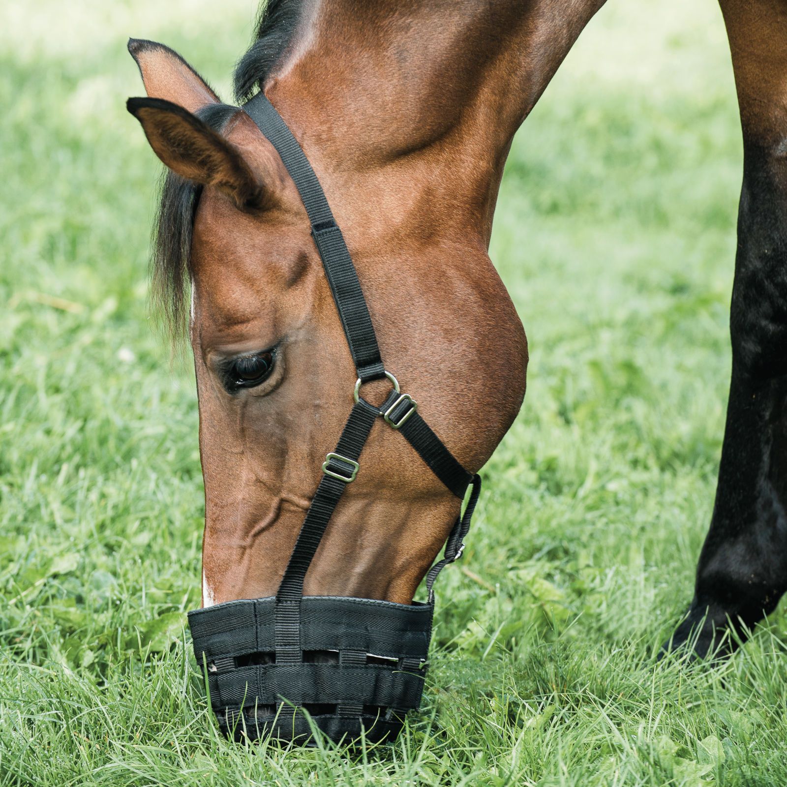 Horse Guard Weidemaulkorb mit Halfter für Pferde 1 St