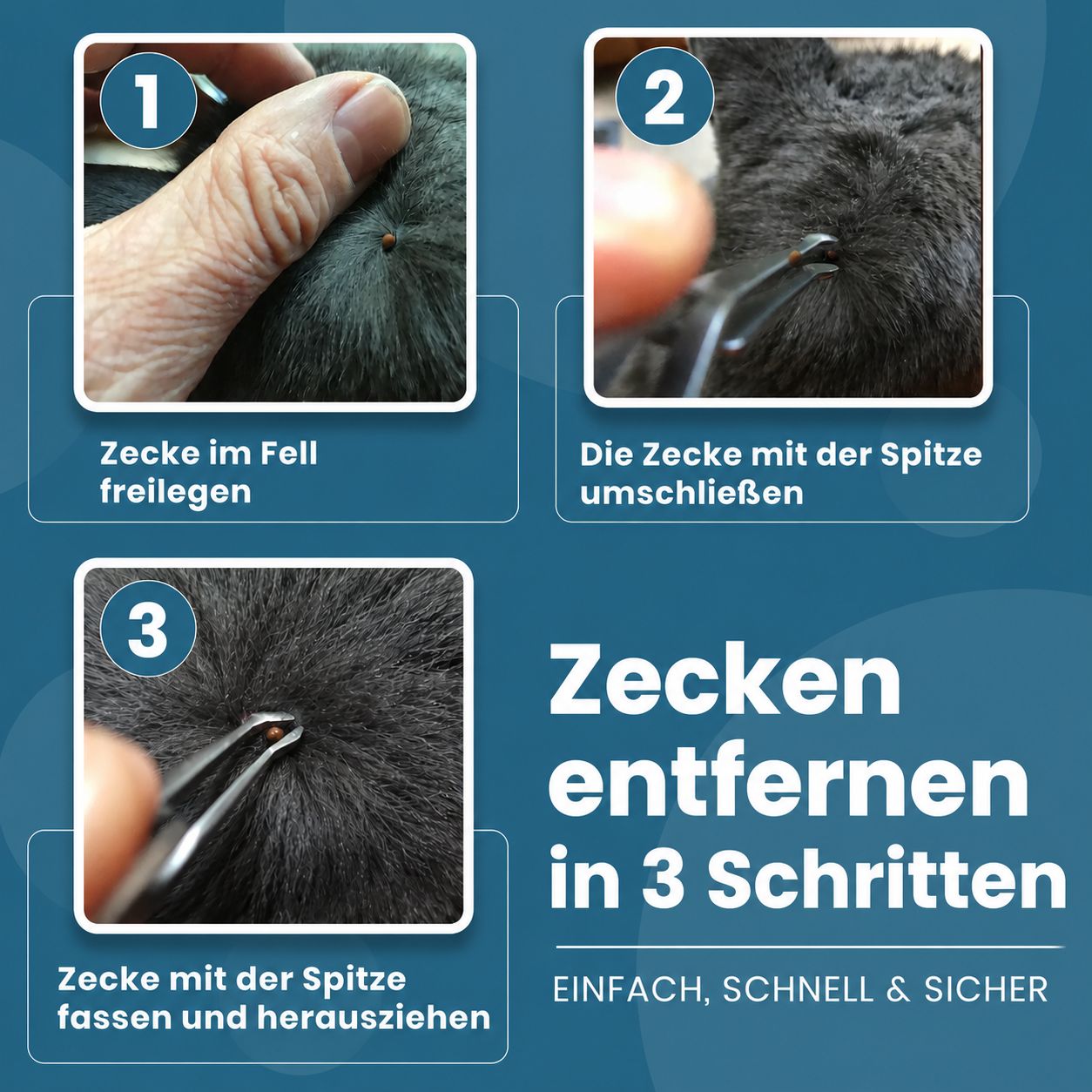 Drei Schritte zur Zeckenentfernung. Zecke im Fell freilegen, mit Spitze umschließen, fassen und herausziehen. Text: Einfach, schnell & sicher.