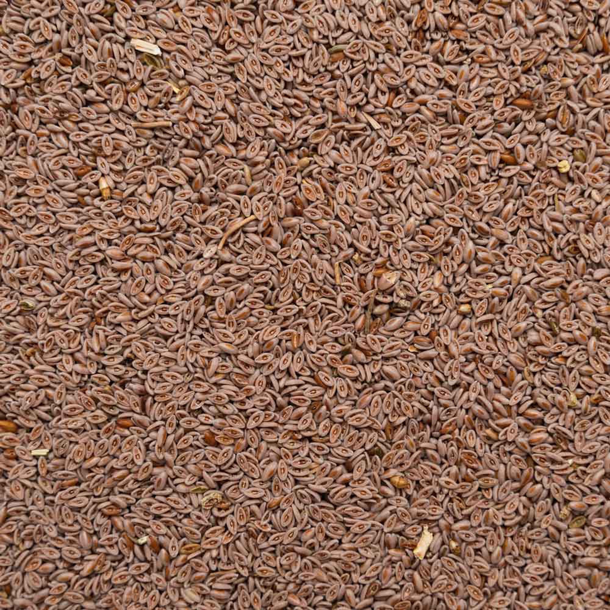 Biotiva Flohsamen ganz Bio